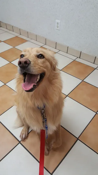 VCA Brentwood Animal Hospital Picture 4