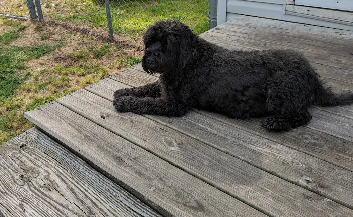 Churchland Animal Clinic Picture 9