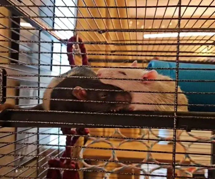 Vital Vet Animal Hospital Picture 4