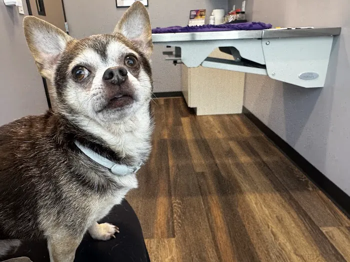 Vital Vet Animal Hospital Picture 5