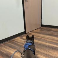 Vital Vet Animal Hospital ico