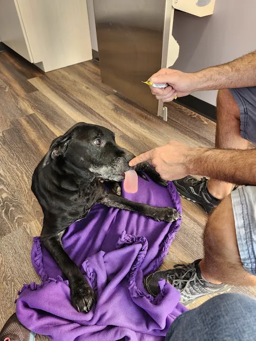 Vital Vet Animal Hospital Picture 8