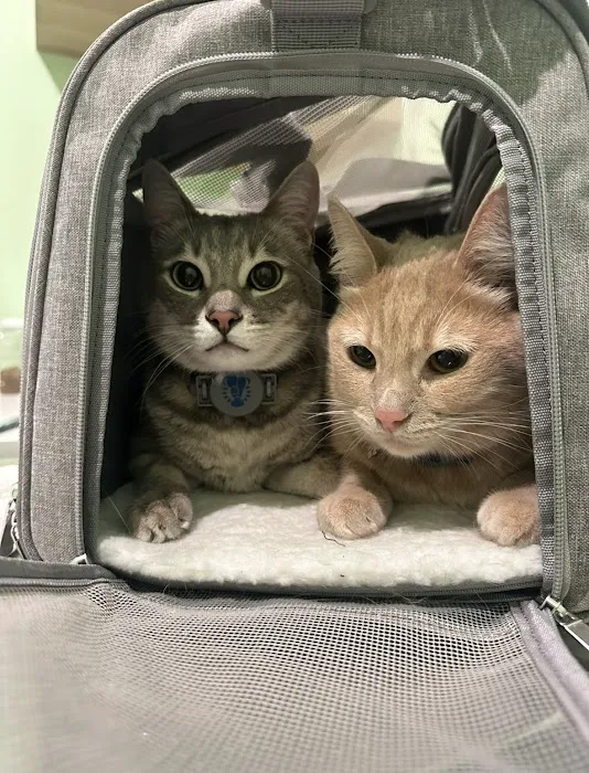 Emerald Animal Hospital Picture 8