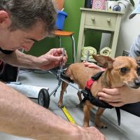 Two Hands Four Paws ico