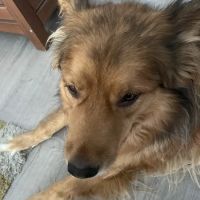 Pacific Animal Clinic ico