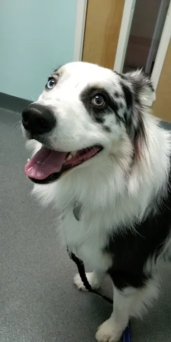 Pacific Animal Clinic Picture 4