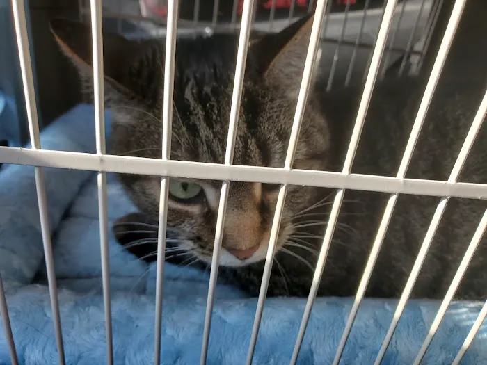Pacific Animal Clinic Picture 9