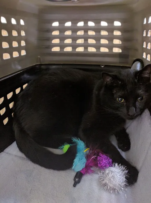 VCA Brentwood Animal Hospital Picture 9