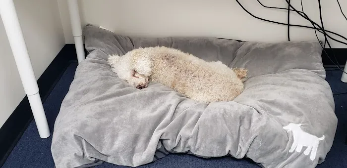 VCA Brentwood Animal Hospital Picture 4