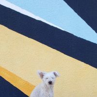 Brentwood Pet Clinic: Carvalho Kimberly DVM ico
