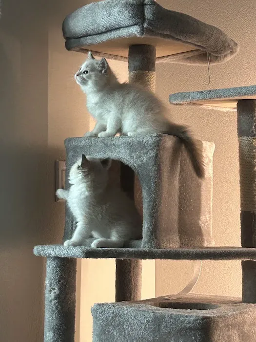 Purrfect Paws Ragdolls Picture 2