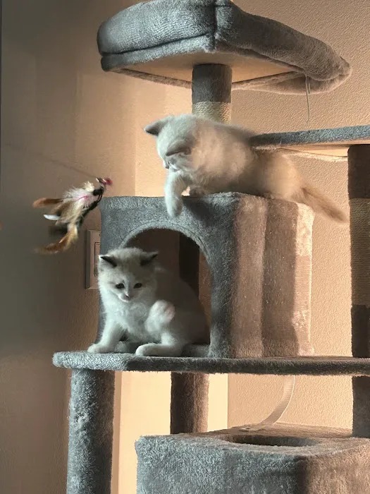Purrfect Paws Ragdolls Picture 8