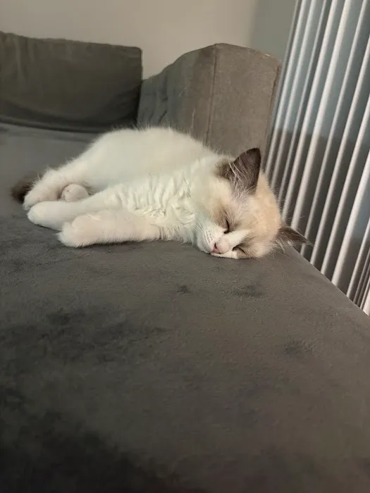 Purrfect Paws Ragdolls Picture 6