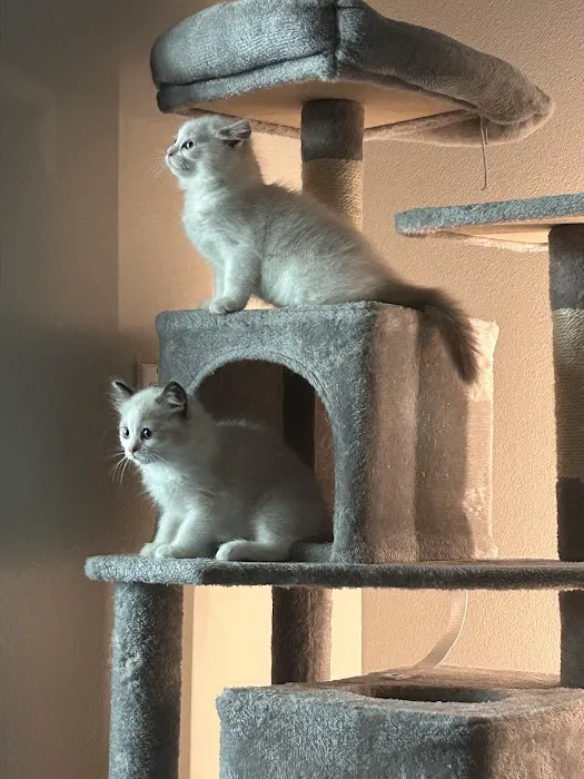Purrfect Paws Ragdolls Picture 4