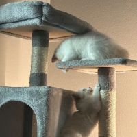 Purrfect Paws Ragdolls ico
