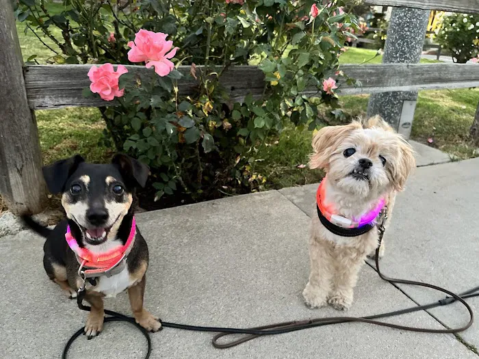Animal Wellness Centers Picture 7