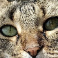 Elite Veterinary Care ico