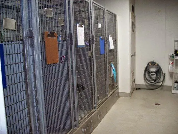 VCA Marina Bay Cities Animal Hospital Picture 1