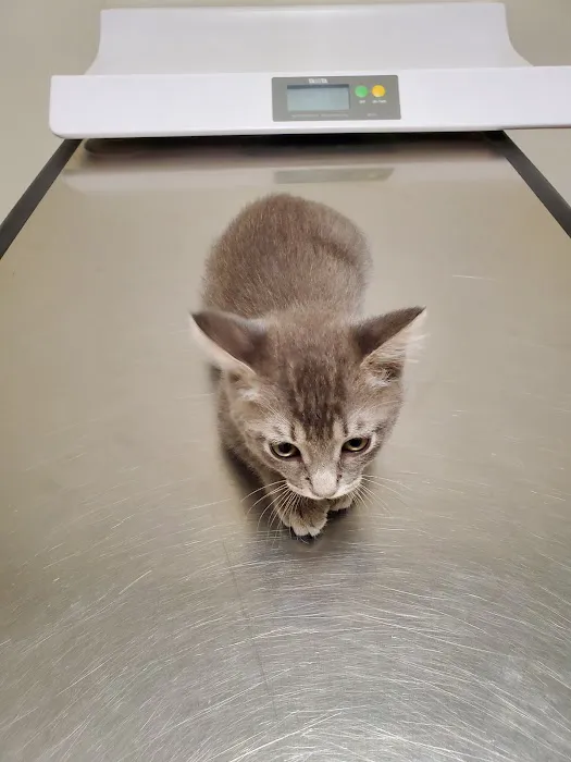 VCA Marina Bay Cities Animal Hospital Picture 10