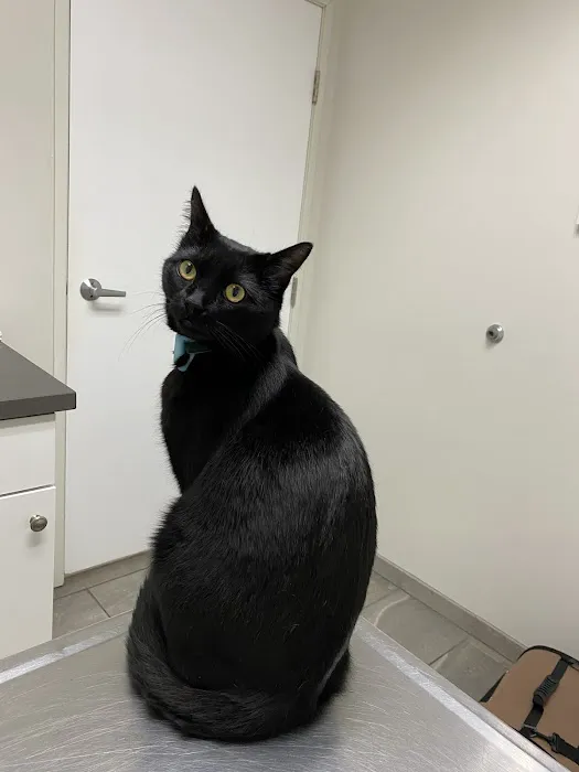 Manhattan Beach Animal Hospital Picture 6