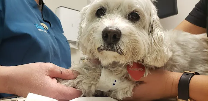 Bay Animal Hospital Picture 5