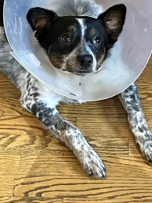Bay Animal Hospital Picture 7