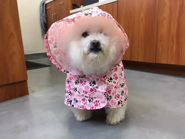 Bay Animal Hospital Picture 4