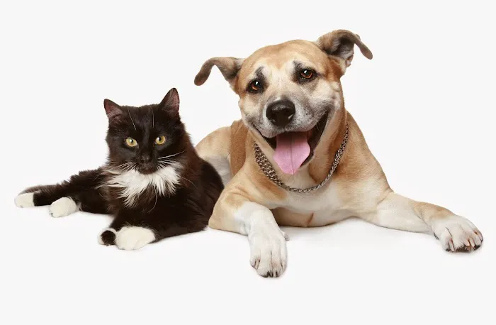 VCA Animal Medical & Dental Group Picture 2