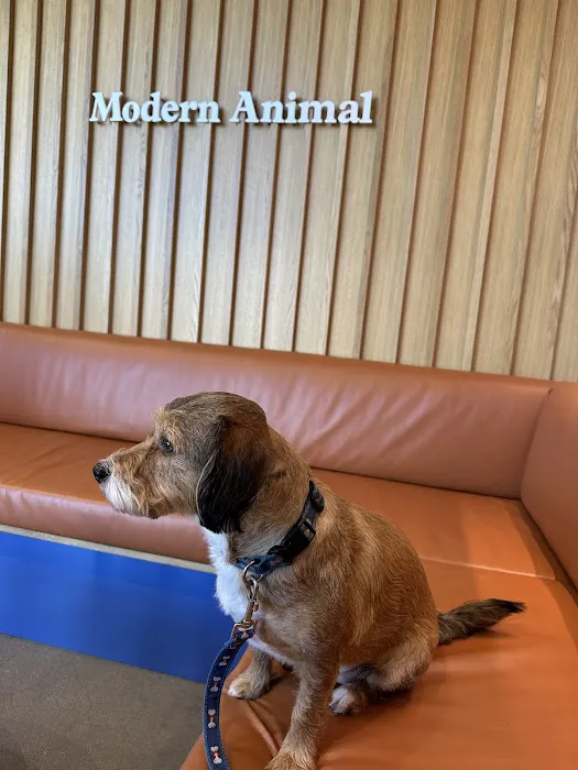 Modern Animal Picture 4