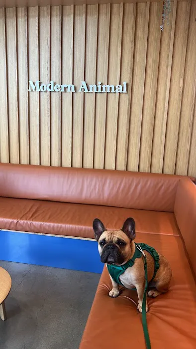 Modern Animal Picture 7