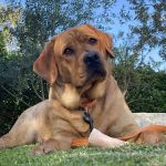 Family Pet Clinic of Redondo Beach