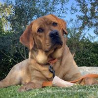 Family Pet Clinic of Redondo Beach ico