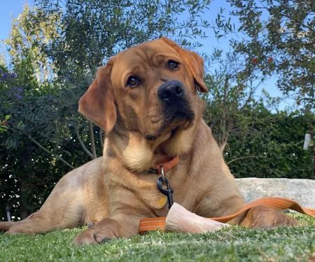Family Pet Clinic of Redondo Beach