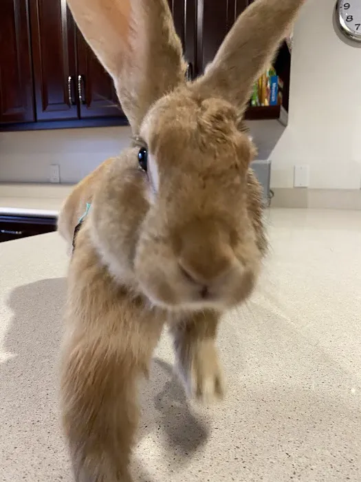 Rainbow Veterinary Hospital Picture 7