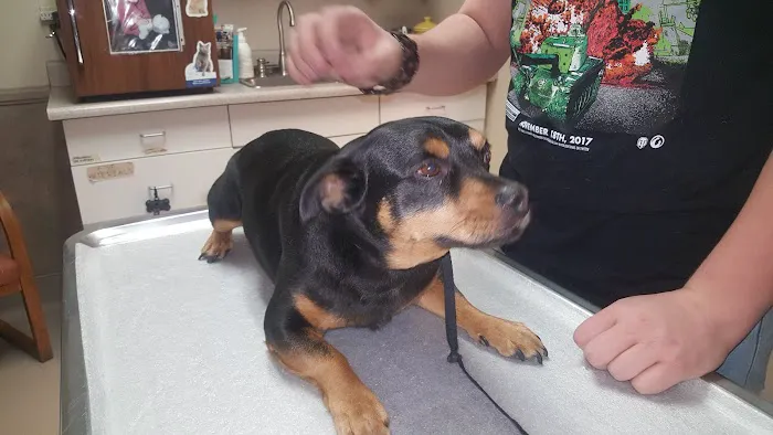 Rainbow Veterinary Hospital Picture 2