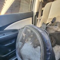 Toluca Burbank Dog & Cat Hospital ico