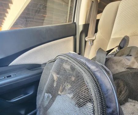 Toluca Burbank Dog & Cat Hospital