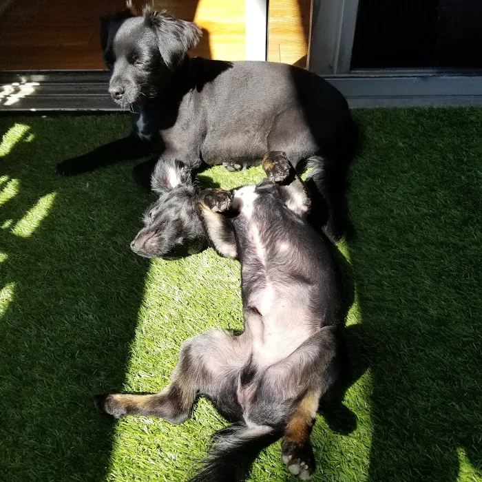 Toluca Burbank Dog & Cat Hospital Picture 10