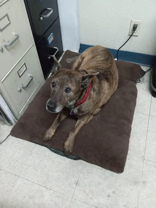 Toluca Burbank Dog & Cat Hospital Picture 4