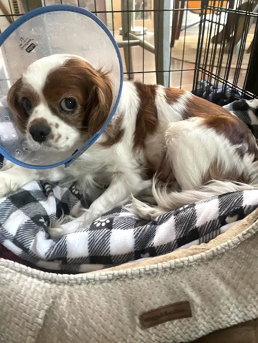 Vetco Total Care Animal Hospital Picture 4