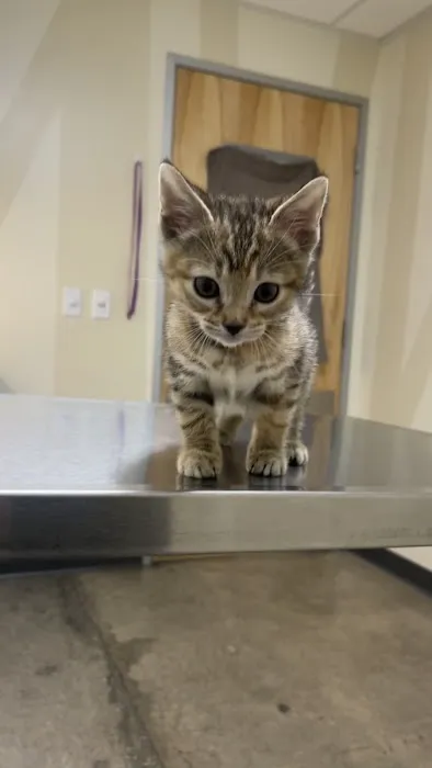 Vetco Total Care Animal Hospital Picture 1