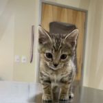 Vetco Total Care Animal Hospital