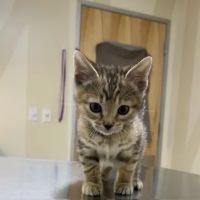 Vetco Total Care Animal Hospital ico