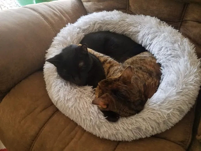 Sweet Home Veterinary Hospital Picture 4
