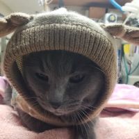 Arcadia Animal Hospital ico