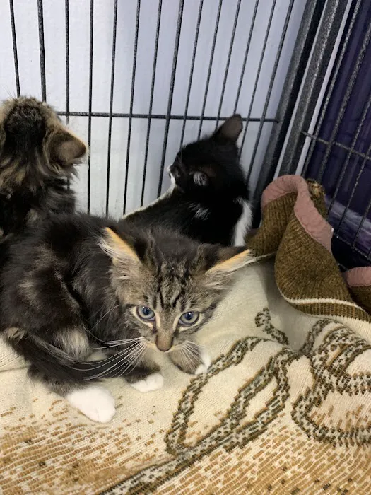 Best Friends Pet Hospital Picture 5