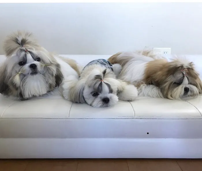 Best Friends Pet Hospital Picture 4