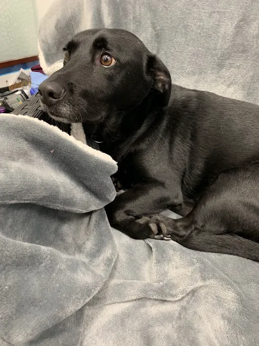 Best Friends Pet Hospital Picture 10