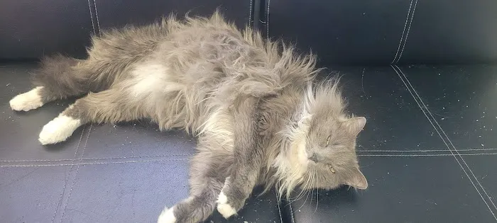 Best Friends Pet Hospital Picture 7