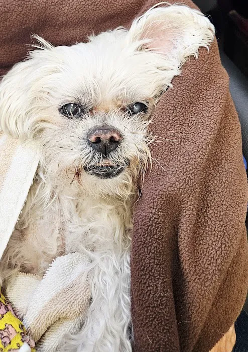 Whittier Dog and Cat Hospital Picture 3